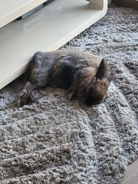 Coco dormida sobre una alfombra gris junto a un mueble.