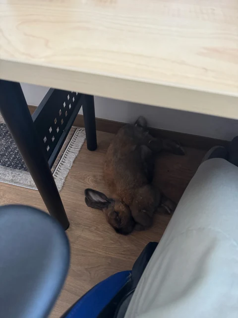 Coco acostada debajo de una mesa, junto a una silla.
