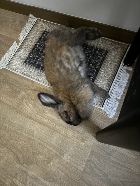Coco estirada sobre una pequeña alfombra.